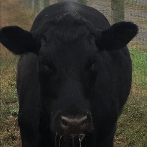 Meet your Posher, Joy